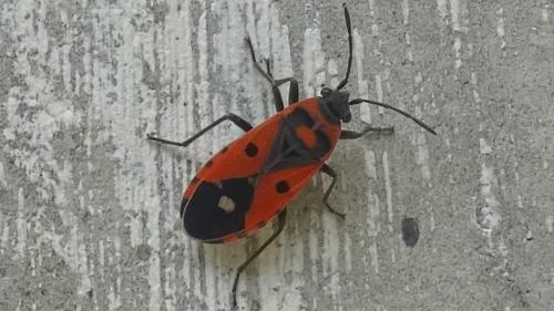 Melanocoryphus albomaculatus